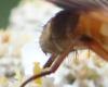 Ectophasia sp.